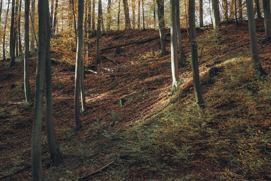 View of an autumn forest with tall trees, golden fallen leaves covering the ground, and soft sunlight filtering through the canopy in Poland.