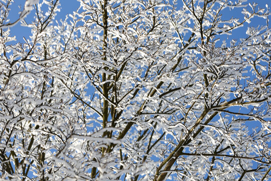 Snowy idyllic forest on a sunny clear cold day.