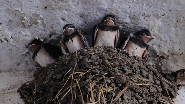 Barn swallow chicks peeking from mud nest, waiting for parents on farm ceiling