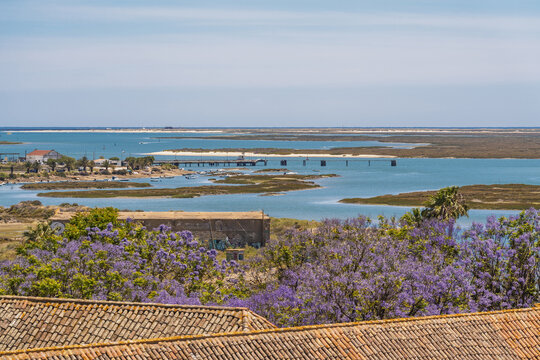 View of the Ria Formosa lagoon, featuring blooming purple jacaranda trees, terracotta rooftops, and a distant pier under a clear blue sky in Faro, Faro District, Portugal.