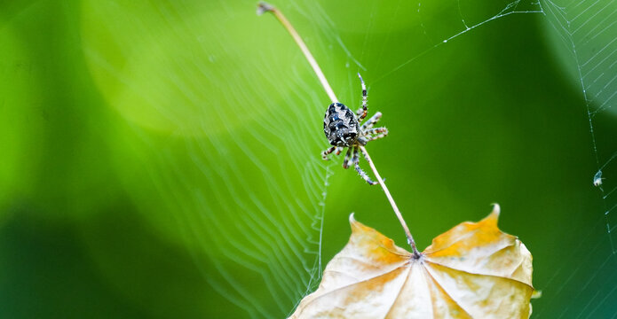 Spider weaving web dry yellow autumn leaf nature