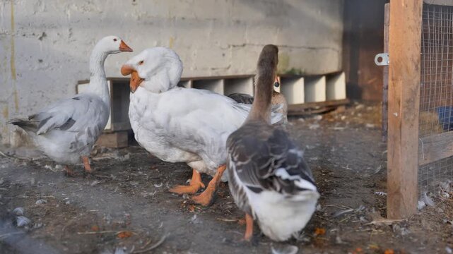 Geese on a farm with a white goose and a grey goose standing by a coop