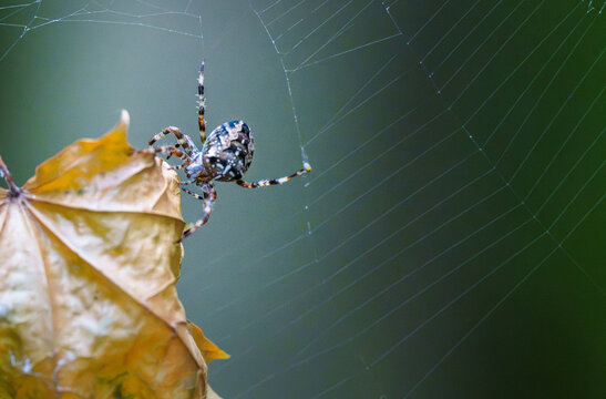 Spider web autumn leaf nature macro detail background