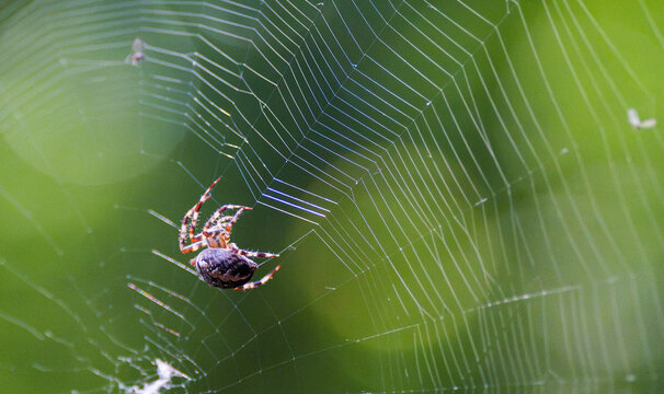 Spider weaving web green nature background