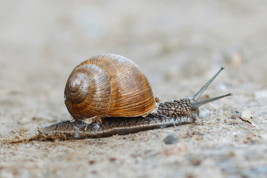 Small Roman snail crawling slowly on a sandy ground in nature, showcasing its brown spiral shell and long tentacles. A detailed macro shot highlighting wildlife and slow progress.