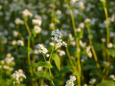 蕎麦の名産地で咲く、蕎麦の実の花
