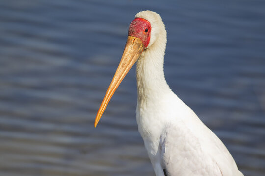 View of a yellow-billed stork with its distinctive red face and long yellow beak standing near the water in Kruger National Park, South Africa.