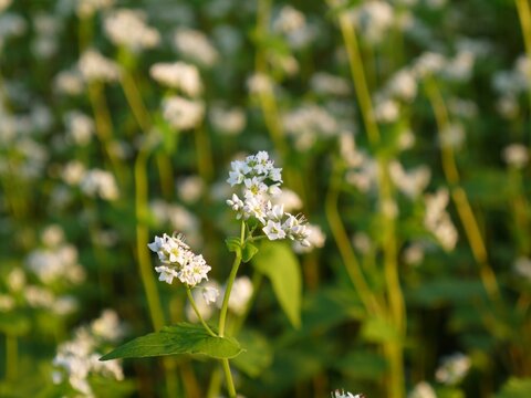 蕎麦の名産地で咲く、蕎麦の実の花