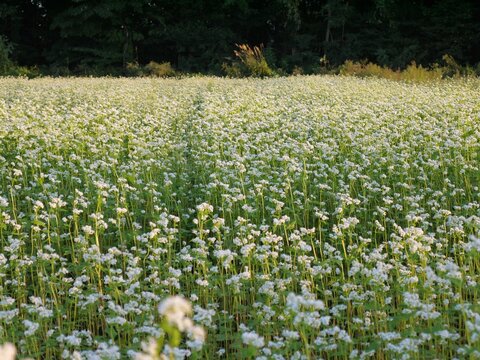 蕎麦の名産地で咲く、蕎麦の実の花