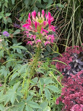 Pink spider flower (Cleome spinosa) blooming in an ornamental garden border