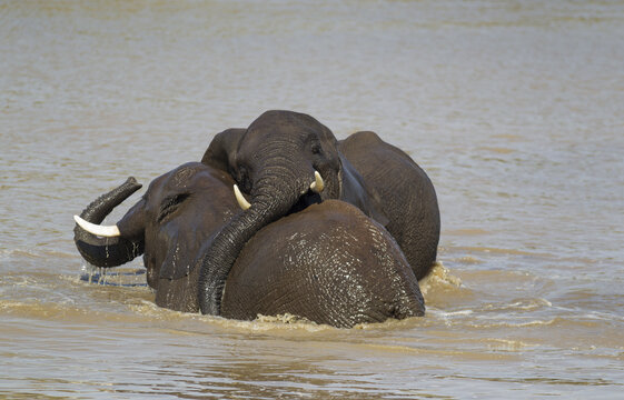 View of two African elephants playing and interacting in the water at Kruger National Park, South Africa.