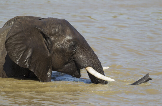 View of an African elephant wading through the muddy waters of a river in Kruger National Park, South Africa.
