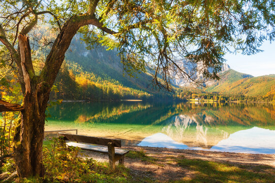 Yellow autumn trees on the shore of lake in Alps mountains, Austria. Bench under the old tree. Vorderer Langbathsee lake.