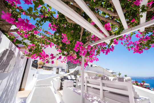 White architecture with blooming pink flowers in Santorini island, Greece.