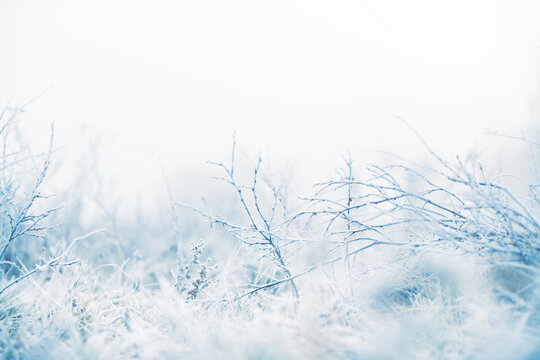 Frost-covered plants in winter forest at foggy sunrise. Macro image, shallow depth of field.