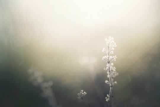 Dry autumn grass in a forest meadow at sunset. Macro image, shallow depth of field.