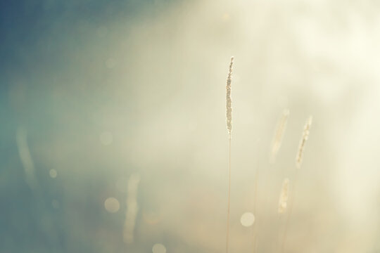 Wild grass in a forest meadow at sunset. Beautiful autumn nature background