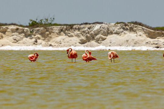 View of flamingos wading in the shallow salt lakes with a sandy shoreline in the background in Las Coloradas, Yucatan, Mexico.