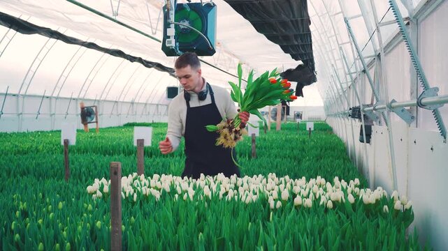 Young greenhouse worker lifts fresh tulips with exposed roots while reaching across dense flower rows inside bright controlled indoor farm with arched roof, ventilation gear, and soft daylight,