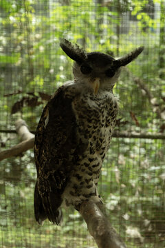 View of a barred eagle-owl perched on a wooden branch inside a wire mesh enclosure in a forest setting Nagaland Division, Nagaland, India.