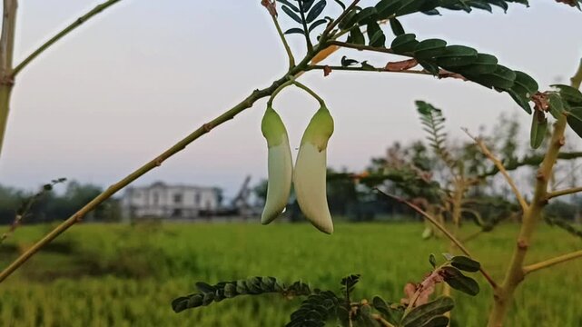 Close-up of a vegetable turi plant. 4K video.