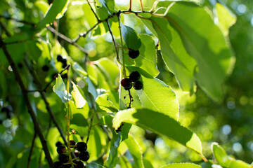A bird cherry berries on a branch  © PumpedVisuals