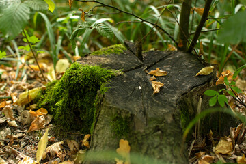 Old stump with a green moss in the forest  © PumpedVisuals