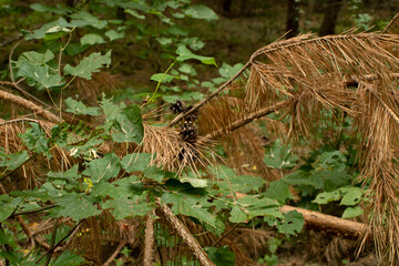 A spruce branch with cones  © PumpedVisuals