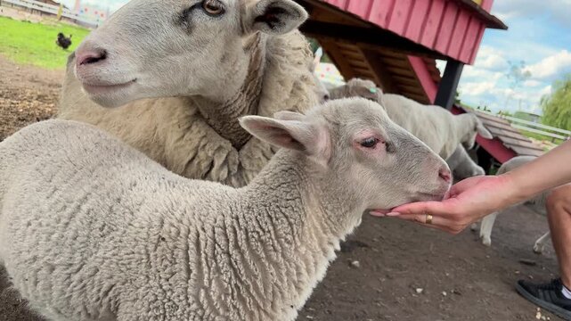 Person hand feeds friendly sheep and lambs at a farm, rural animal care and agritourism experience.