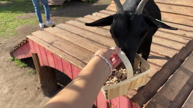 Black horned goat eats feed from a small wooden basket held by a visitor, farm animal feeding close up.