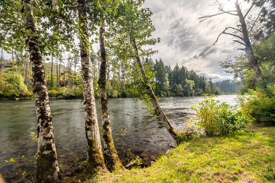 View of trees by the McKenzie River with a grassy bank and cloudy sky in Vida, Oregon, United States.