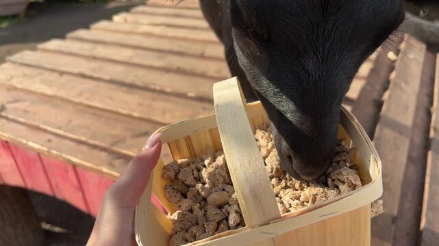 Close up of a black goat eating from a wooden feed basket on a sunny farm, livestock care concept.