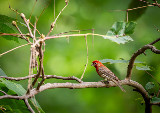 View of a male house finch with a vibrant red head and breast perched on a tree branch amidst lush green foliage in Forest Park, St. Louis, Missouri, United States.
