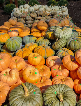 View of a large display of assorted pumpkins and gourds in various colors and textures at Biggers Market in Wilmington, North Carolina, United States.