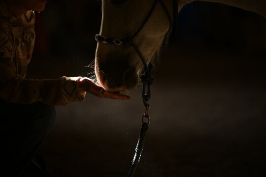 Sehr d&uuml;steres Bild eines Ponys mit Halfter und Strick das in einem schmalen Lichtstreifen vertrauensvoll an der Hand einer Frau schnuppert