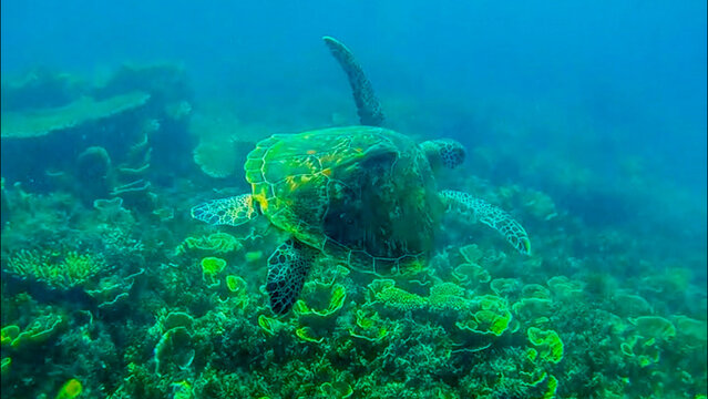 View of a sea turtle swimming over a vibrant coral reef in the clear blue waters of Pulau Derawan, East Kalimantan, Indonesia.