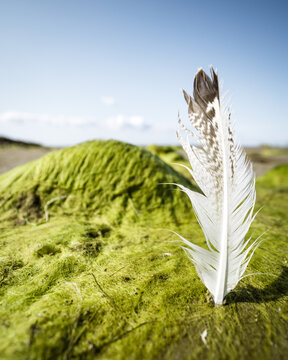 View of a bird feather standing upright in green moss on a beach in Latvia.