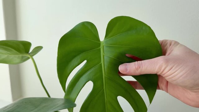 Hand Touching the Leaf of a Monstera House Plant