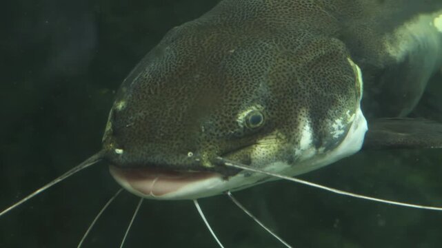 Front view of a redtail catfish with long whiskers swimming slowly in murky green water