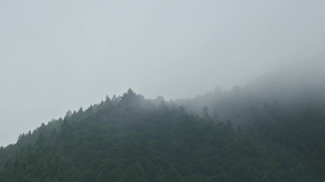 霧（ガス）に覆われる山の森