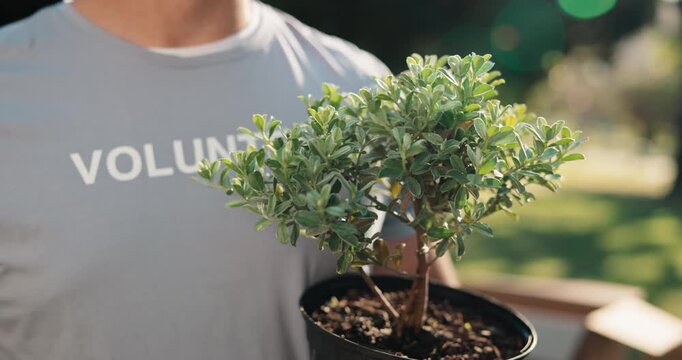 Park, volunteering and person with tree for nature restoration, eco advocate or gardening initiative. Plant, sustainable environment project and nonprofit with ngo charity for climate action outdoor