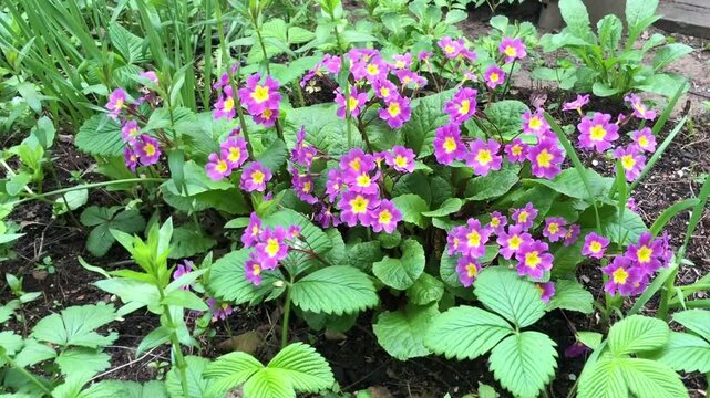 blooming primula flower in the garden on a green background