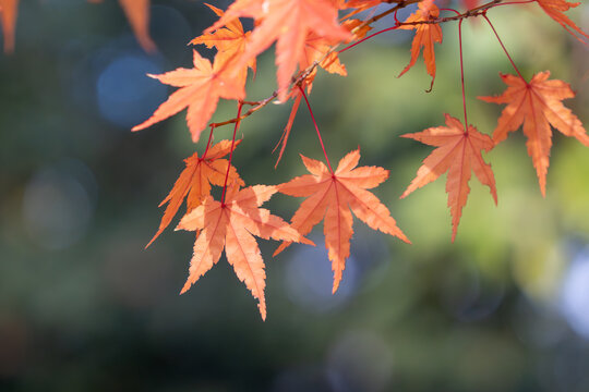 色づく紅葉