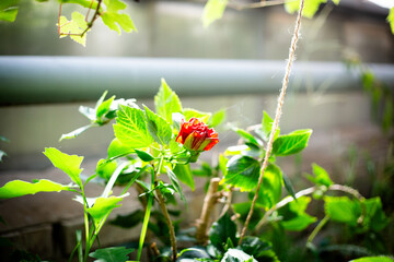 Red Hibiscus Flower Among Green Leaves in Sunlight © AnastasiiaSerhiienko