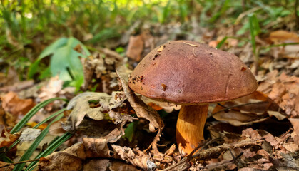 Bay bolete fungus mushrooms in the forest. Natural texture for background. © iuliiawhite