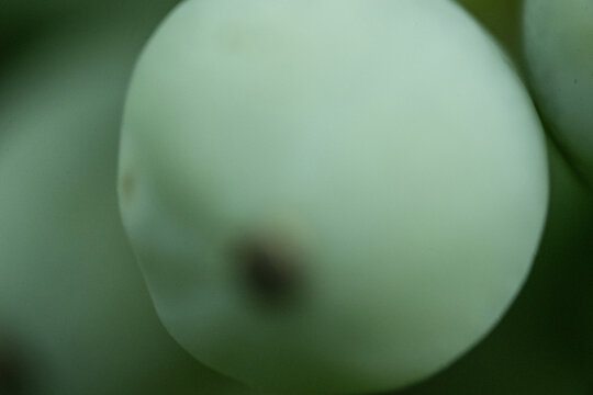 beere makro nah frucht