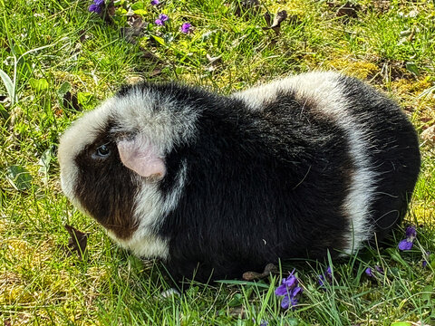 meerschweinchen tier natur nager laufen rennen