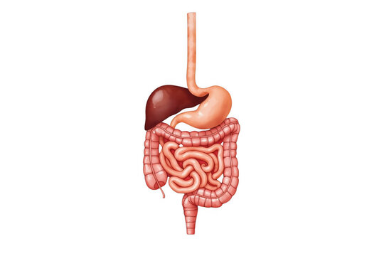 Human digestive system anatomy with stomach liver and intestines
