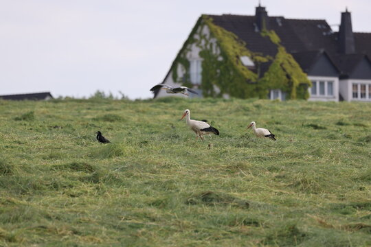 St&ouml;rche auf einem Feld