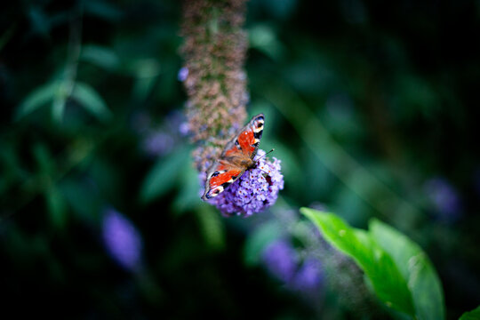 Peacock Butterfly on Purple Flower